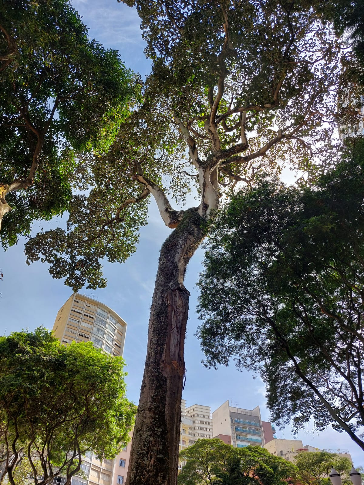 Tronco e copa da Chichá no Largo do Arouche. Foto: Rafael Arakaki, 2022.